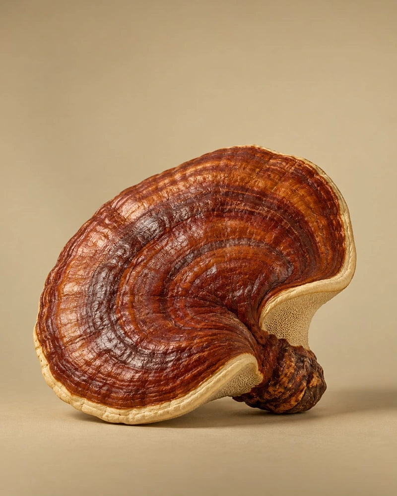 RealReishi®