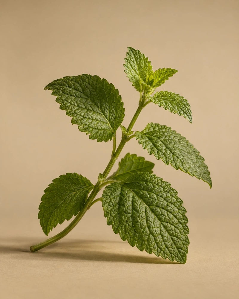Lemon balm
